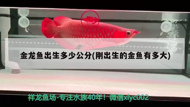 金龍魚出生多少公分(剛出生的金魚有多大) 祥禾Super Red紅龍魚