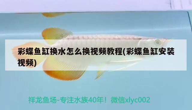 水景膏怎么造瀑布，廣西龜紋石可以放魚缸造景嗎