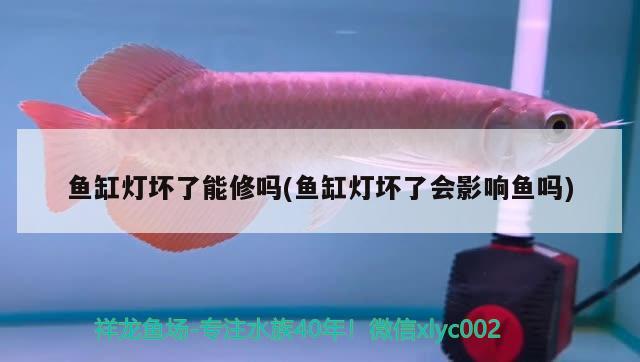 魚缸燈壞了能修嗎(魚缸燈壞了會影響魚嗎)