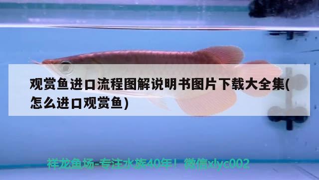 虎魚(yú)和龍魚(yú)混養(yǎng)溫度多少合適?。ɑⅣ~(yú)能和龍魚(yú)一起養(yǎng)嗎）