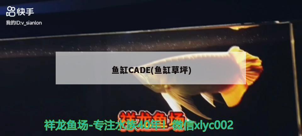 魚缸CADE(魚缸草坪) 名貴錦鯉魚 第3張