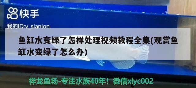 魚缸水變綠了怎樣處理視頻教程全集(觀賞魚缸水變綠了怎么辦)