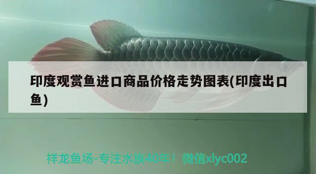 虎魚和龍魚混養(yǎng)溫度多少合適?。ɑⅣ~能和龍魚一起養(yǎng)嗎）