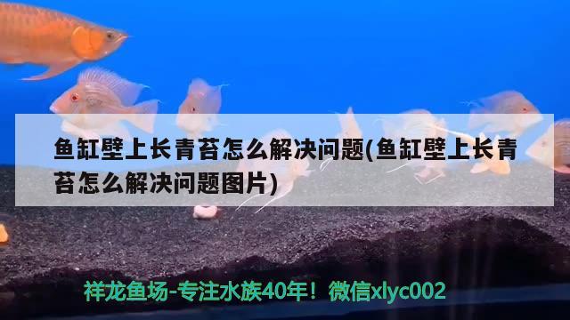 魚缸壁上長(zhǎng)青苔怎么解決問(wèn)題(魚缸壁上長(zhǎng)青苔怎么解決問(wèn)題圖片)