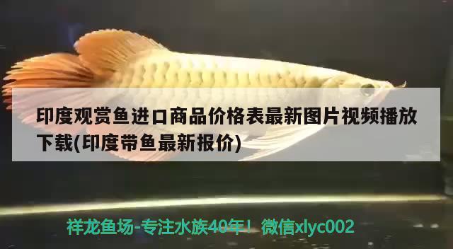 魚缸最好的過濾器有哪種品牌（裝修問吧深圳水族箱過濾器品牌有哪些推薦的） 朱巴利魚 第2張