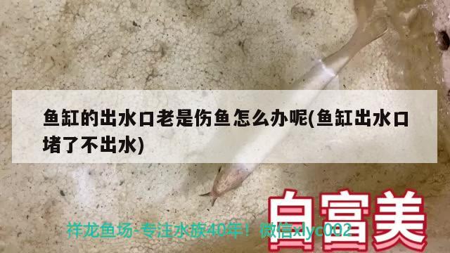 魚缸的出水口老是傷魚怎么辦呢(魚缸出水口堵了不出水)