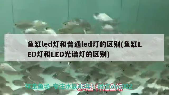 魚缸led燈和普通led燈的區(qū)別(魚缸LED燈和LED光譜燈的區(qū)別) 麥肯斯銀版魚