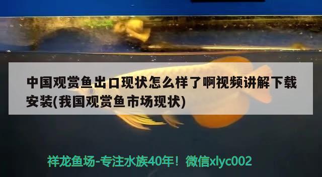 中國觀賞魚出口現(xiàn)狀怎么樣了啊視頻講解下載安裝(我國觀賞魚市場現(xiàn)狀) 觀賞魚進出口