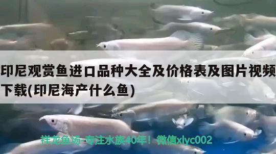 印尼觀賞魚進(jìn)口品種大全及價(jià)格表及圖片視頻下載(印尼海產(chǎn)什么魚)