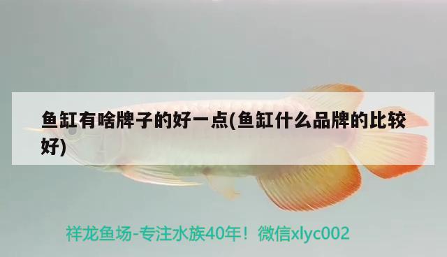 魚缸有啥牌子的好一點(diǎn)(魚缸什么品牌的比較好) 水族用品