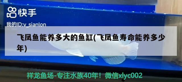 飛鳳魚(yú)能養(yǎng)多大的魚(yú)缸(飛鳳魚(yú)壽命能養(yǎng)多少年)