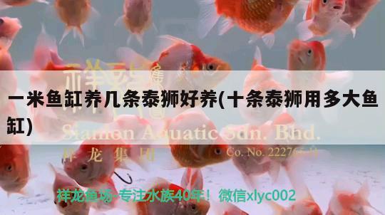 紅腹水虎魚(yú)怎么繁殖（紅腹水虎魚(yú)繁殖技巧）