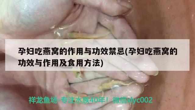 孕婦吃燕窩的作用與功效禁忌(孕婦吃燕窩的功效與作用及食用方法) 馬來(lái)西亞燕窩