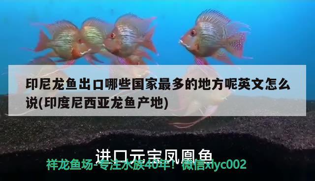 印尼龍魚出口哪些國家最多的地方呢英文怎么說(印度尼西亞龍魚產(chǎn)地) 觀賞魚進(jìn)出口