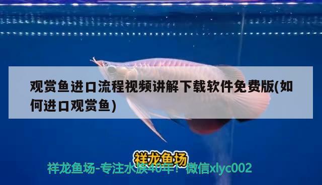 麗麗魚喜歡在哪個水層活動：有人知道草缸適合養(yǎng)什么魚嗎