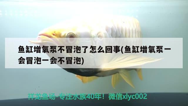 魚缸增氧泵不冒泡了怎么回事(魚缸增氧泵一會冒泡一會不冒泡)