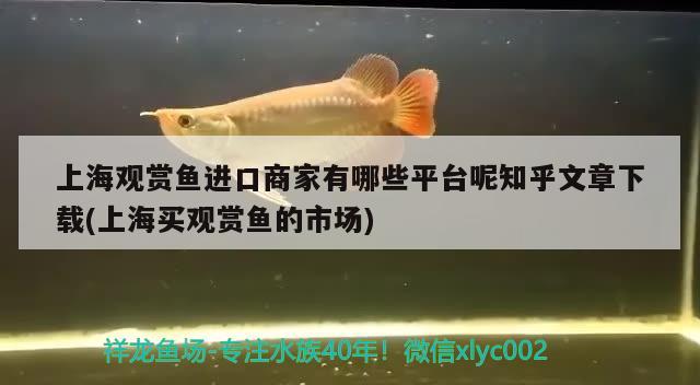 老虎的繁殖期在什么時候（祥龍魚場：老虎怎樣繁殖，老虎怎樣繁殖） 祥龍魚場 第2張