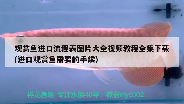 麗麗魚喜歡在哪個水層活動：有人知道草缸適合養(yǎng)什么魚嗎