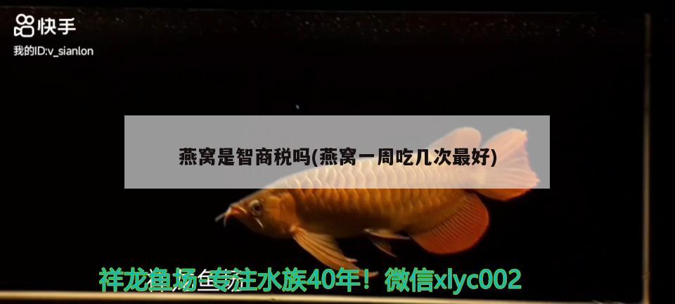 熱帶魚一眉道人怎樣繁殖（熱帶觀賞魚一眉道人） 水草