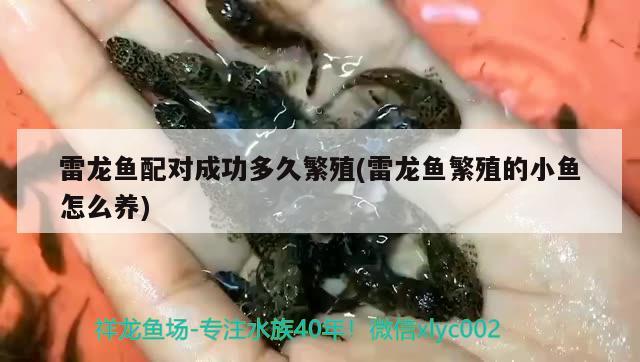 上海觀賞魚進(jìn)口商店地址查詢電話(上海浦東觀賞魚批發(fā))