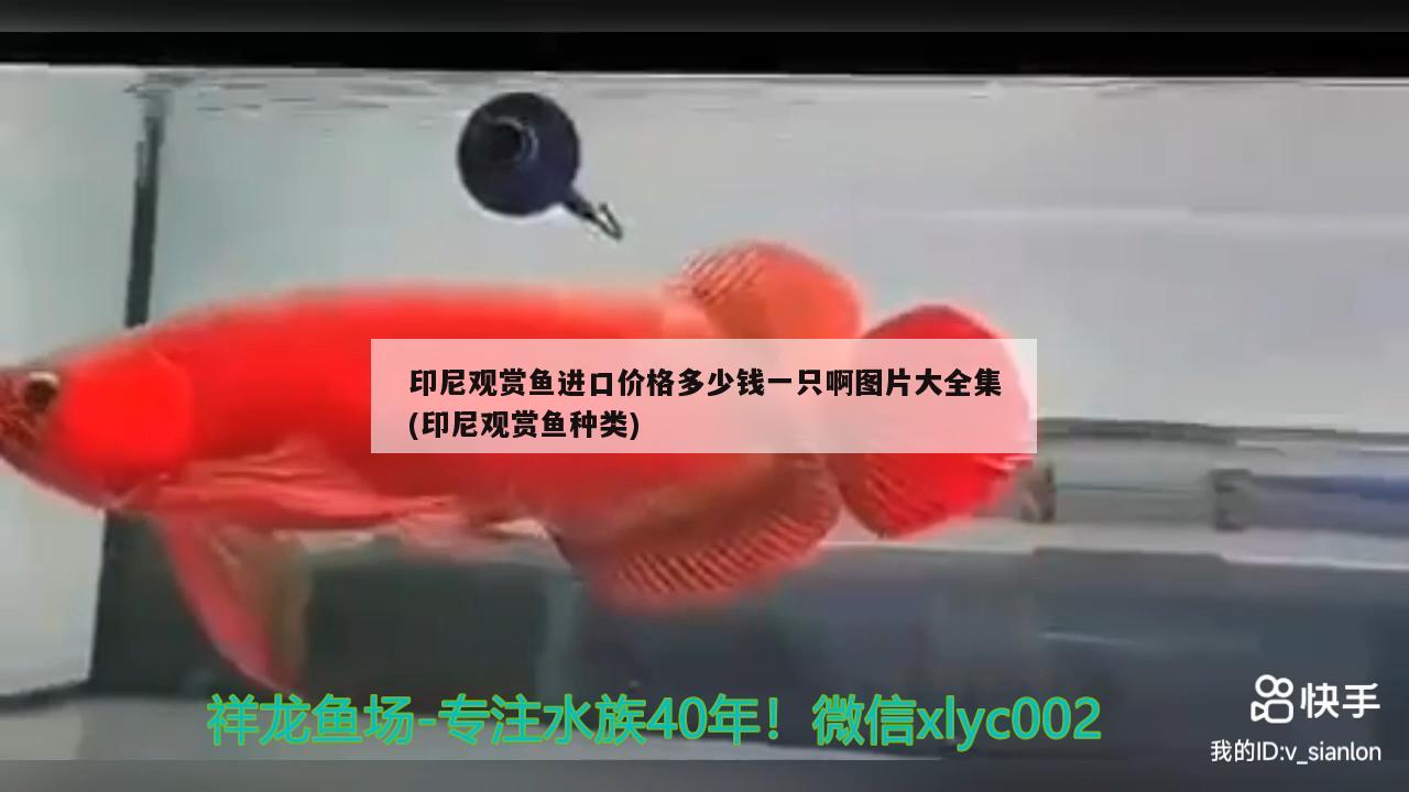 印尼觀賞魚進口價格多少錢一只啊圖片大全集(印尼觀賞魚種類)