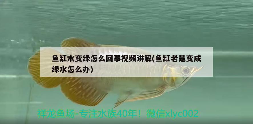 魚缸水變綠怎么回事視頻講解(魚缸老是變成綠水怎么辦) 成吉思汗鯊（球鯊）魚