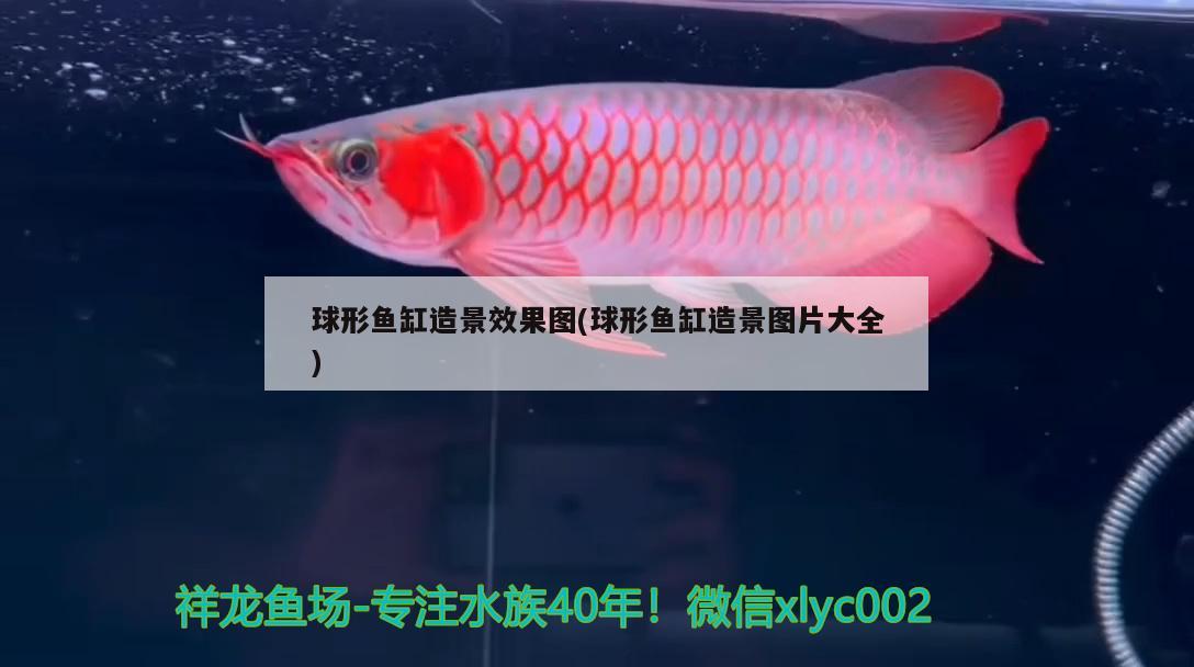 球形魚缸造景效果圖(球形魚缸造景圖片大全)