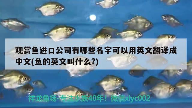 銀龍魚苗養(yǎng)到20厘米要多久能長大呀（銀龍魚苗養(yǎng)到20厘米要多久能長大呀） 銀龍魚 第1張