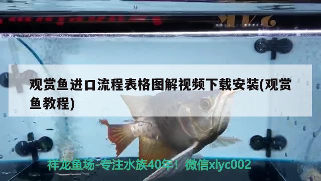 觀賞魚進口流程表格圖解視頻下載安裝(觀賞魚教程) 觀賞魚進出口