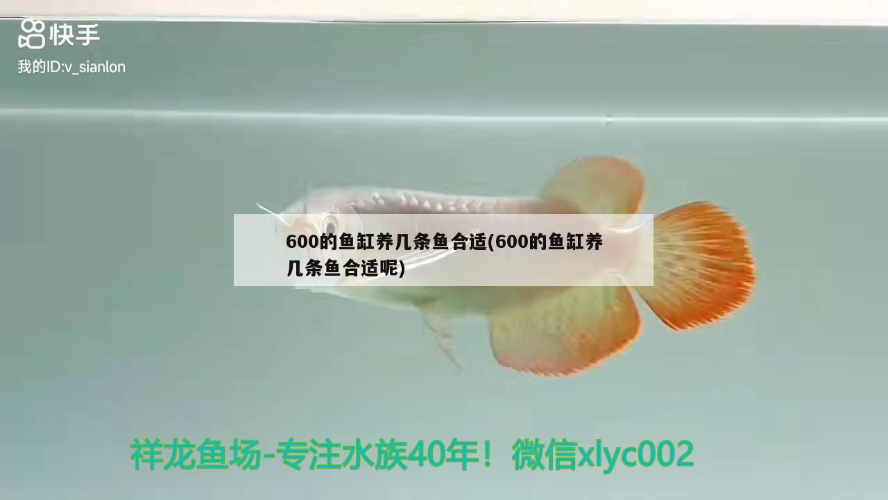 600的魚缸養(yǎng)幾條魚合適(600的魚缸養(yǎng)幾條魚合適呢) 過濾設(shè)備