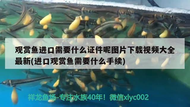 觀賞魚進(jìn)口需要什么證件呢圖片下載視頻大全最新(進(jìn)口觀賞魚需要什么手續(xù))