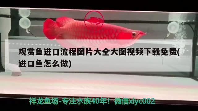 觀賞魚進(jìn)口流程圖片大全大圖視頻下載免費(fèi)(進(jìn)口魚怎么做)