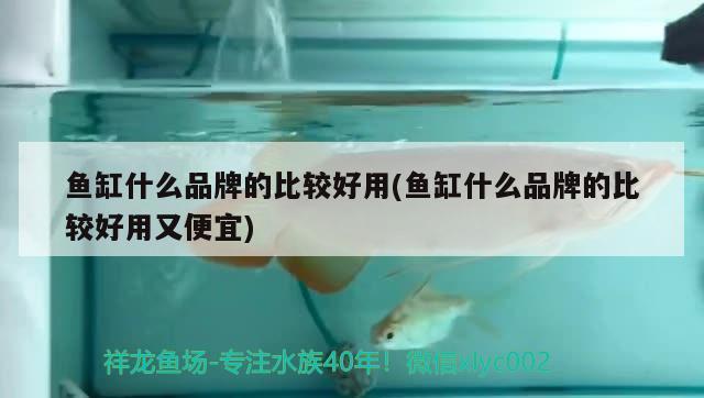 魚缸什么品牌的比較好用(魚缸什么品牌的比較好用又便宜)