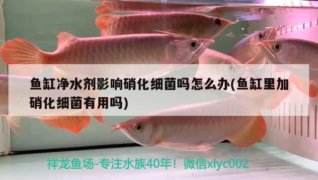 綏化水族館有幸成為龜盟義工