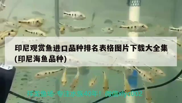 印尼觀賞魚進(jìn)口品種排名表格圖片下載大全集(印尼海魚品種) 觀賞魚進(jìn)出口