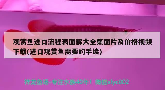 觀賞魚進口流程表圖解大全集圖片及價格視頻下載(進口觀賞魚需要的手續(xù)) 觀賞魚進出口