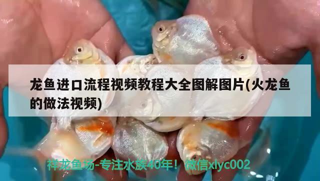 龍魚進(jìn)口流程視頻教程大全圖解圖片(火龍魚的做法視頻)