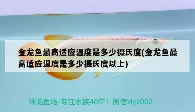 金龍魚最高適應(yīng)溫度是多少攝氏度(金龍魚最高適應(yīng)溫度是多少攝氏度以上) 黃金眼鏡蛇雷龍魚 第2張