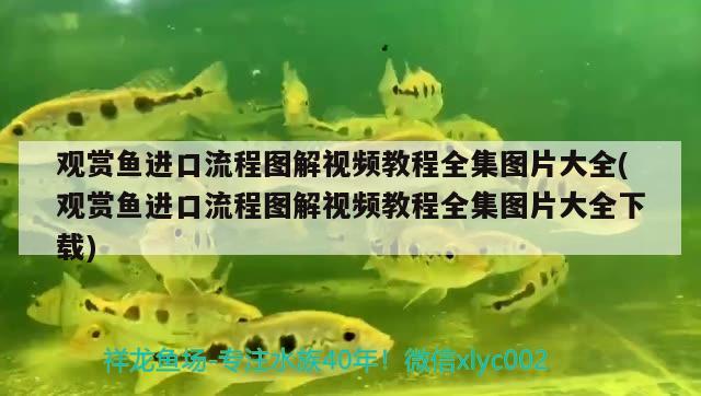 觀賞魚進(jìn)口流程圖解視頻教程全集圖片大全(觀賞魚進(jìn)口流程圖解視頻教程全集圖片大全下載)