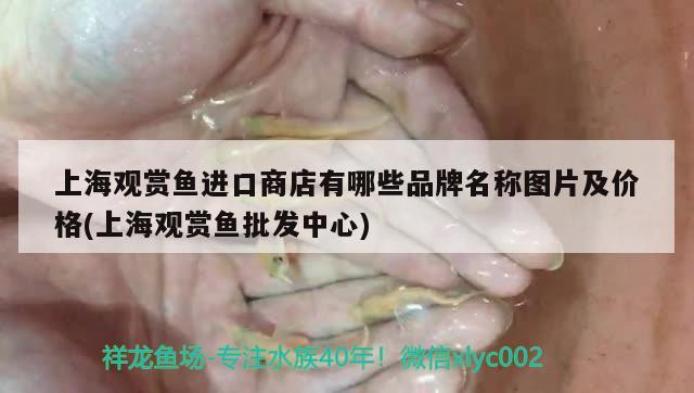 上海觀賞魚進口商店有哪些品牌名稱圖片及價格(上海觀賞魚批發(fā)中心) 觀賞魚進出口