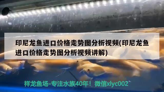 誰知道羅漢魚怎么看公母，黃金羅漢算羅漢中的好品種么