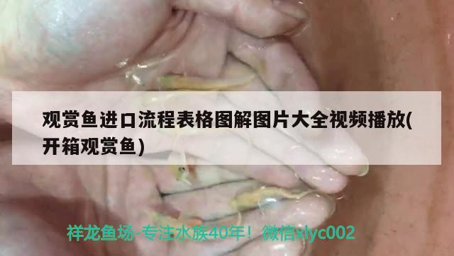 貓有九條命真的嗎：貓有九條命就是真的嗎 貓貓 第2張