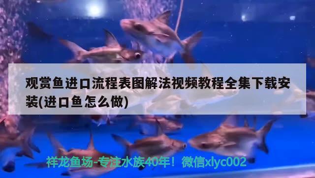 觀賞魚進口流程表圖解法視頻教程全集下載安裝(進口魚怎么做) 觀賞魚進出口