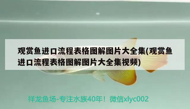 觀賞魚進口流程表格圖解圖片大全集(觀賞魚進口流程表格圖解圖片大全集視頻) 觀賞魚進出口