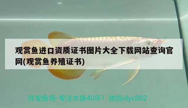 70770 非洲象鼻魚 第2張