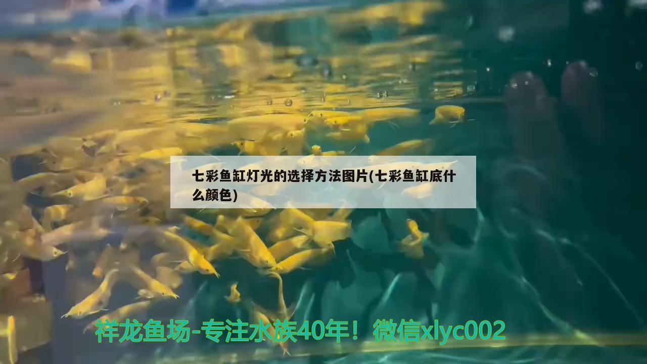 七彩魚缸燈光的選擇方法圖片(七彩魚缸底什么顏色)