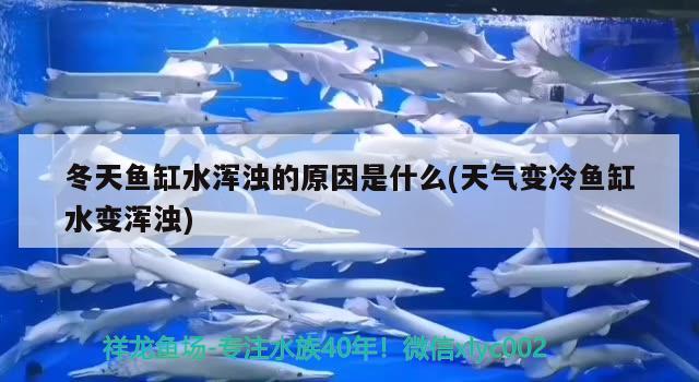 冬天魚缸水渾濁的原因是什么(天氣變冷魚缸水變渾濁)