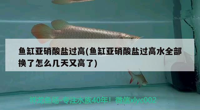 魚缸亞硝酸鹽過高(魚缸亞硝酸鹽過高水全部換了怎么幾天又高了) 養(yǎng)魚知識