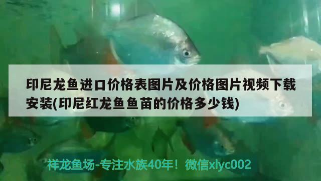 印尼龍魚進口價格表圖片及價格圖片視頻下載安裝(印尼紅龍魚魚苗的價格多少錢) 印尼紅龍魚