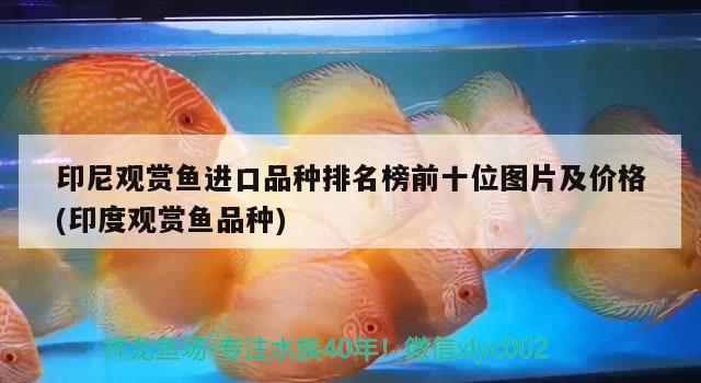 印尼觀賞魚進(jìn)口品種排名榜前十位圖片及價(jià)格(印度觀賞魚品種) 觀賞魚進(jìn)出口